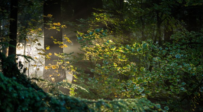 Forêt de Soignes en automne