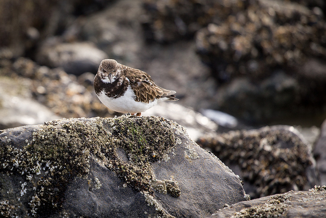 Oiseaux sur le brise-lame