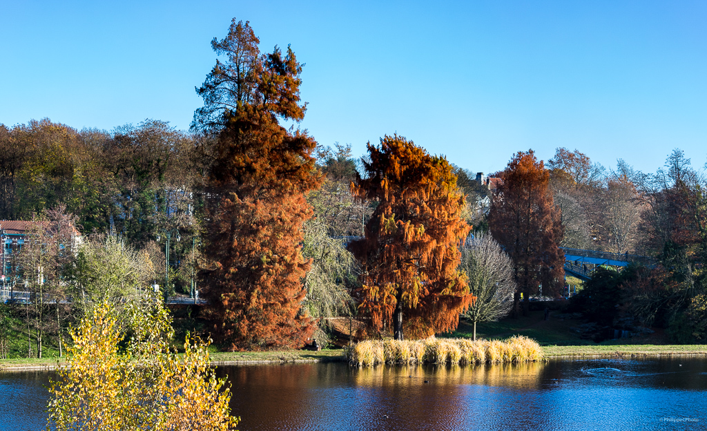 Automne / Parc de Woluwé