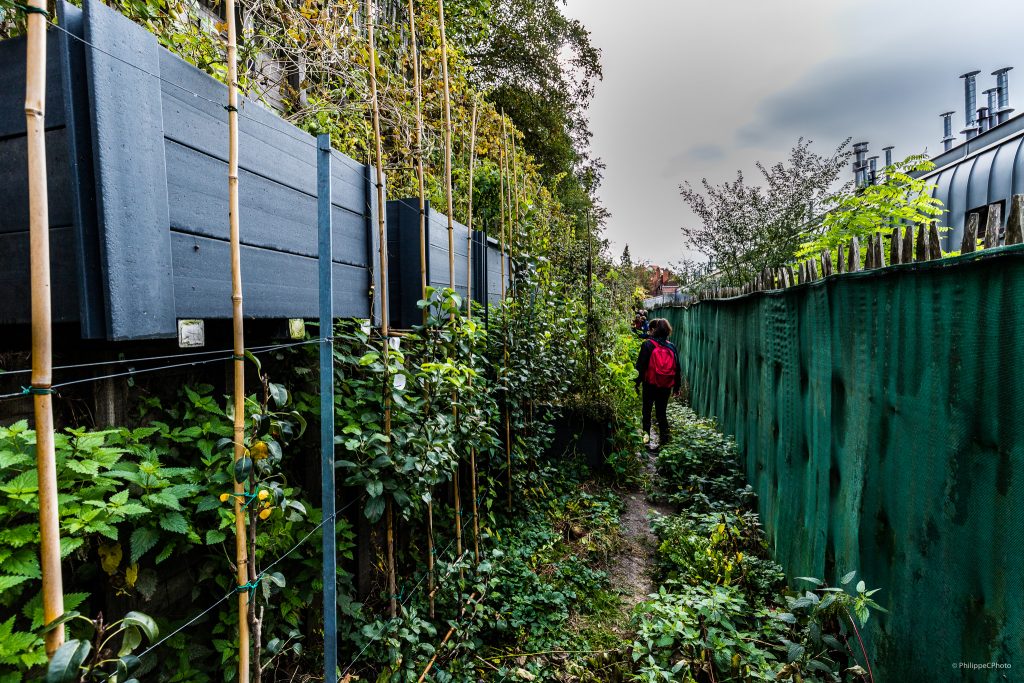 Potager Urbain #25 Gray-Couronne